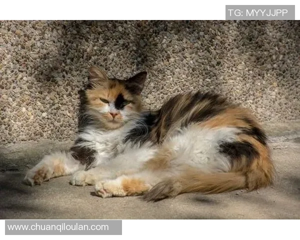 法国与澳大利亚射箭对决精彩纷呈谁将赢得荣誉之战